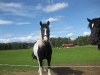 hastar-sundetvagen-2011